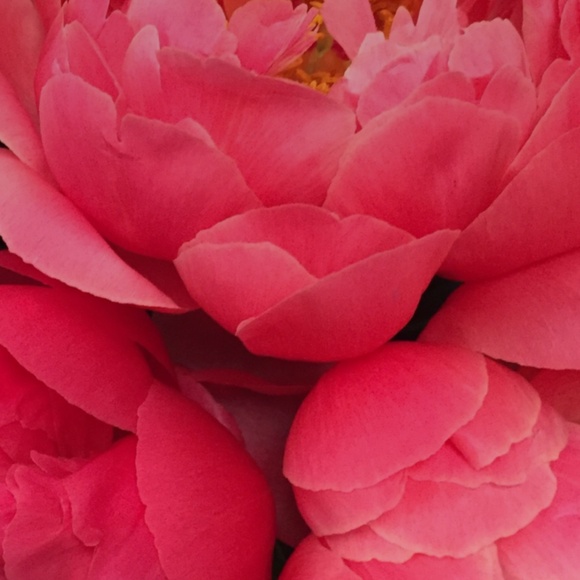 Meet your Posher, Vilma - Picture 4 of 7